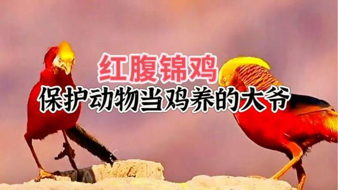 最新运程，一段温馨有趣的旅程探索